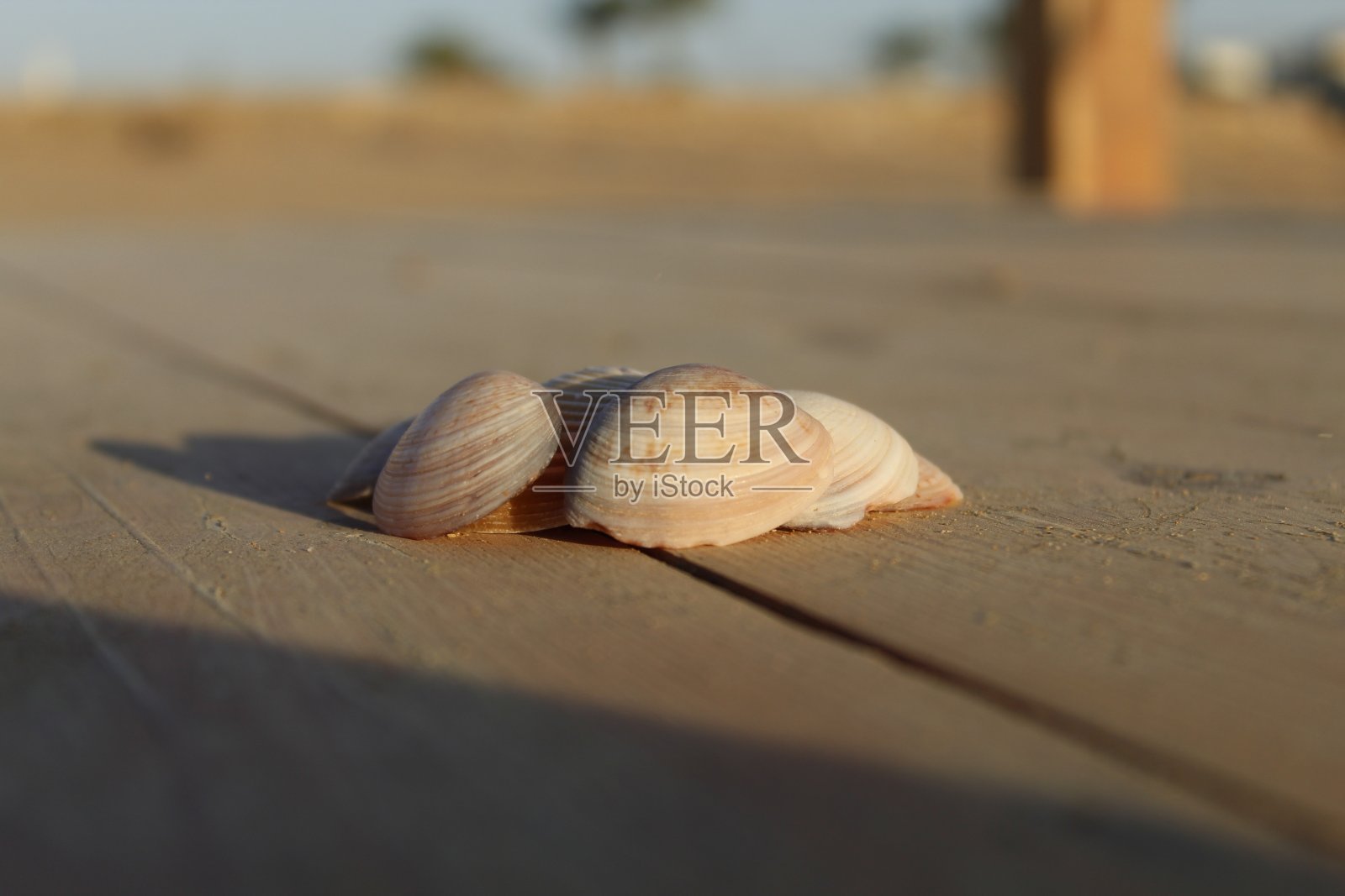 贝壳照片摄影图片