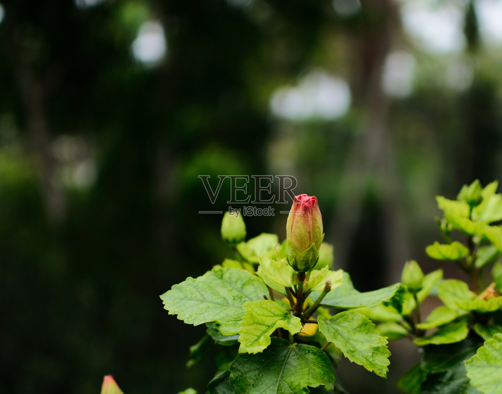 花园里的花在发芽照片摄影图片