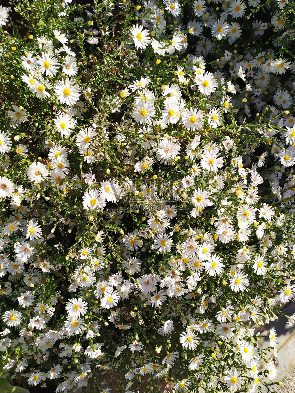 白色的花朵照片摄影图片