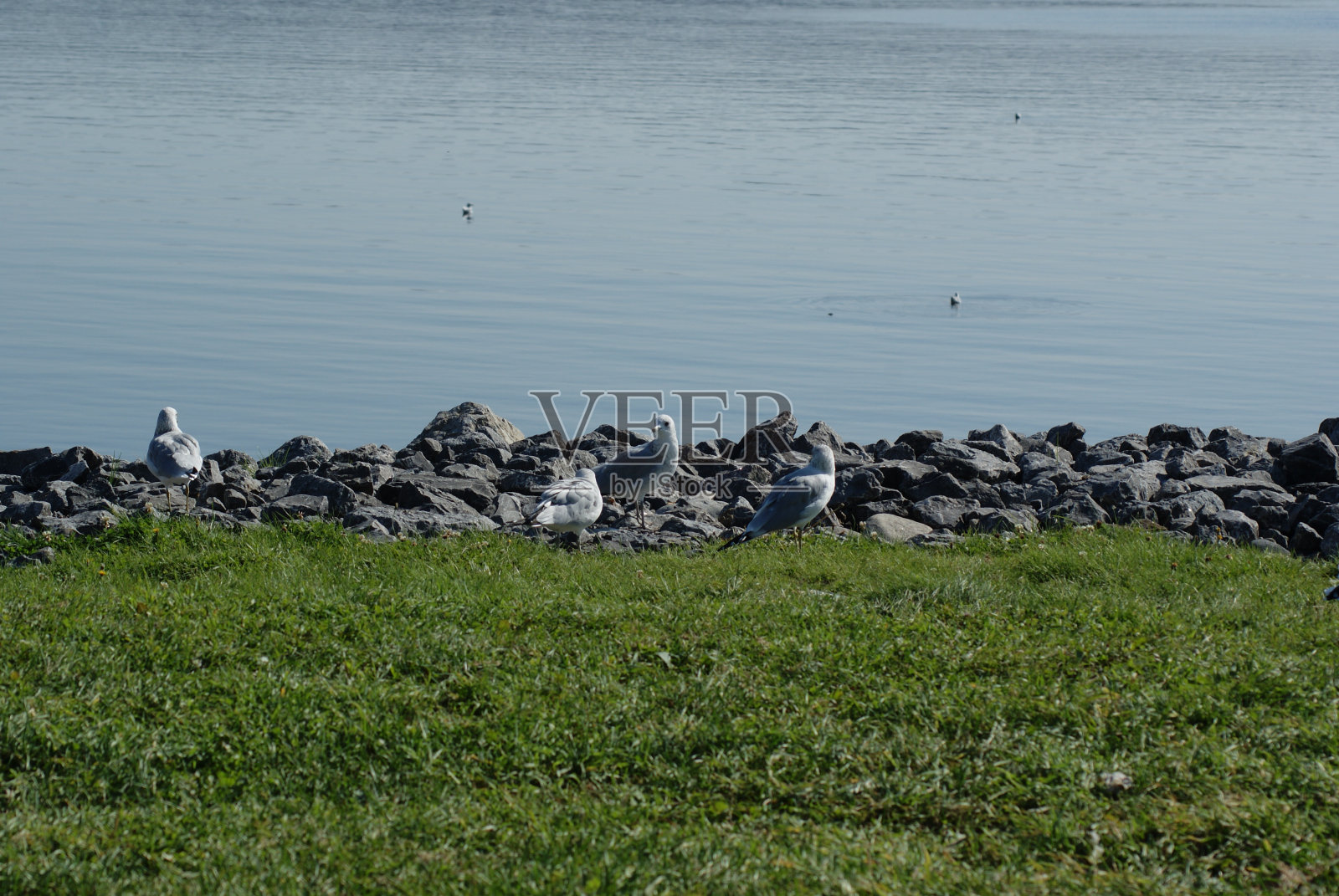 鸟照片摄影图片