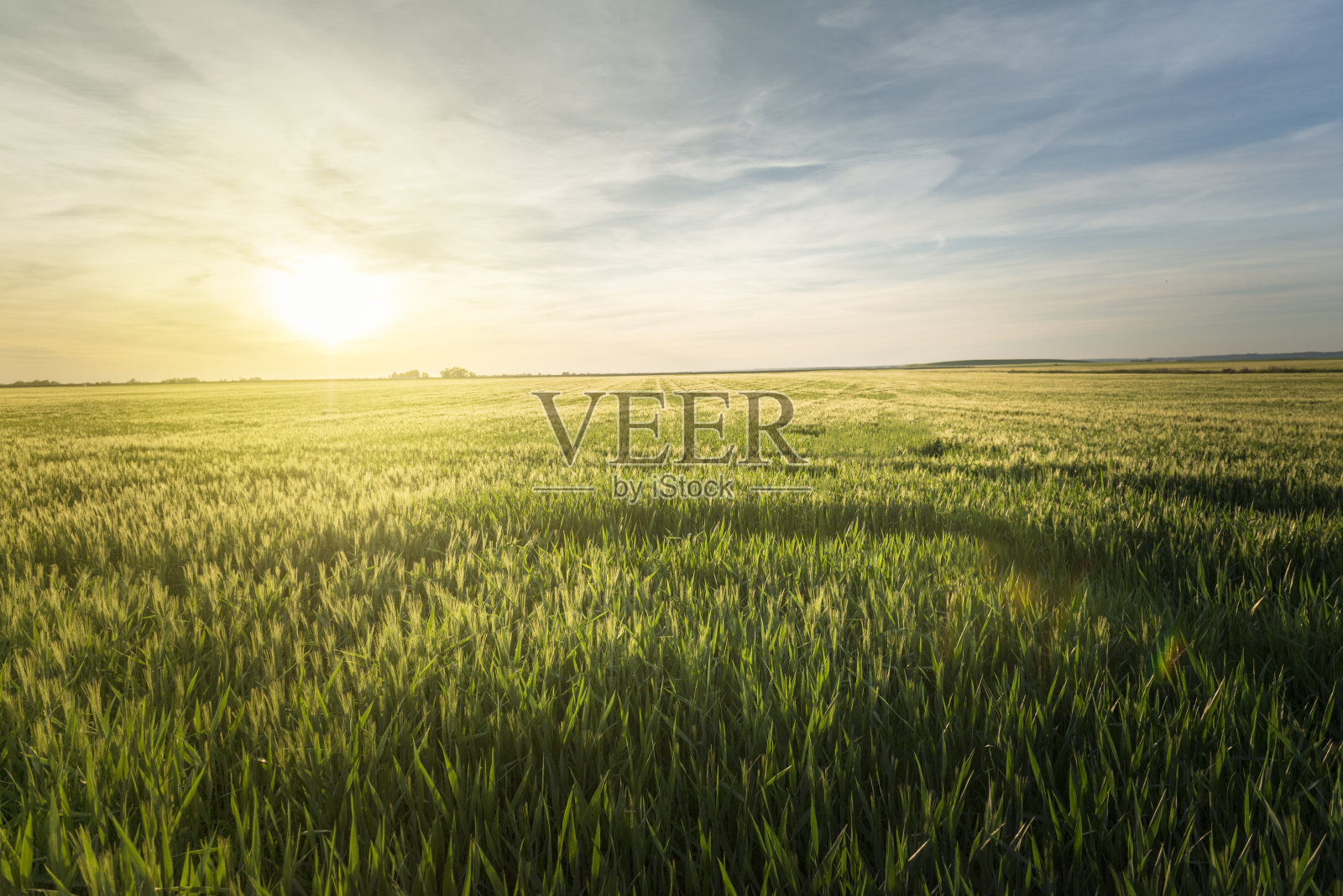 夕阳下的麦田照片摄影图片