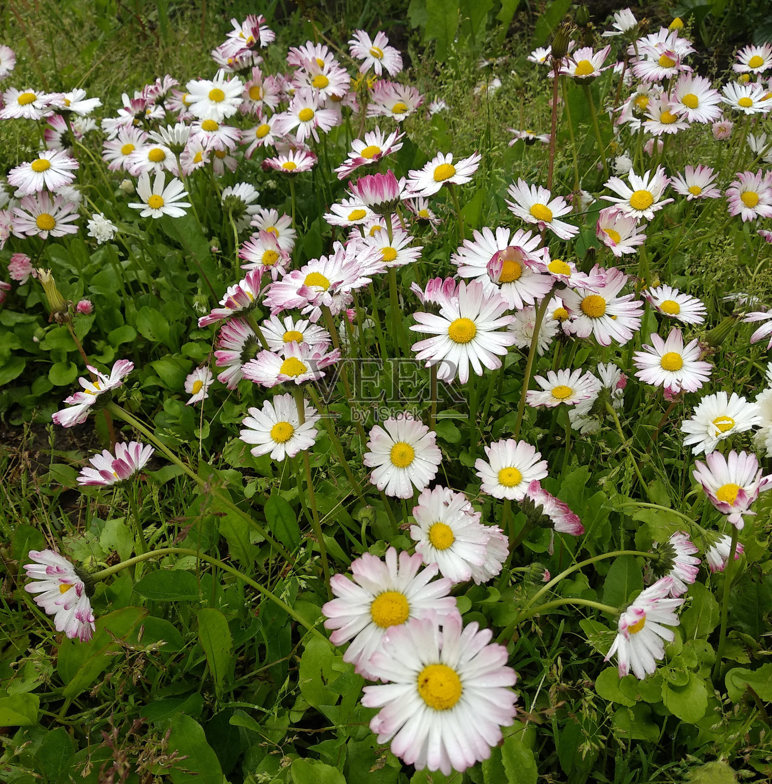 白色雏菊盛开公园的特写照片摄影图片