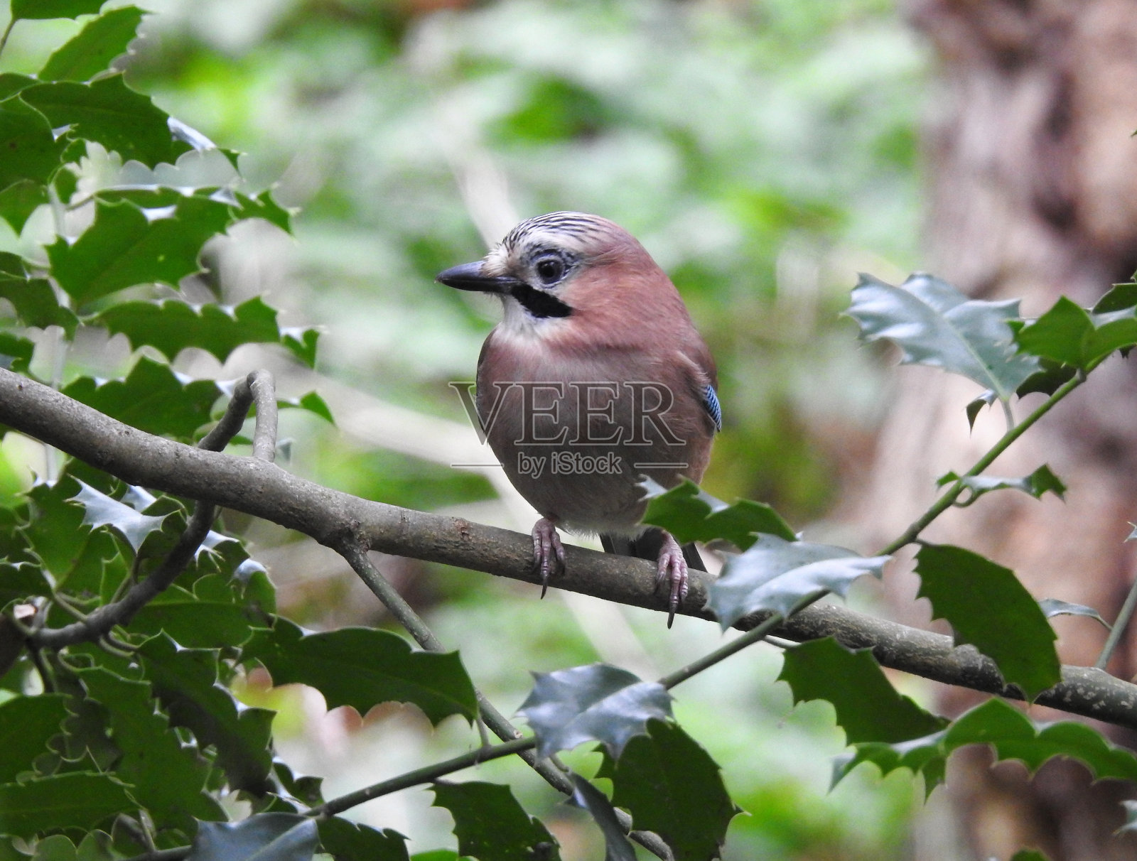 前视图杰伊看向左边,而栖息在冬青树枝照片摄影图片