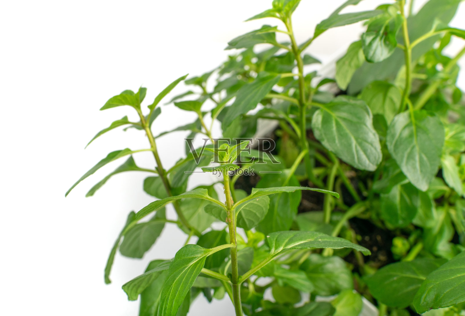 花盆中的薄荷植物特写。窗台花园照片摄影图片