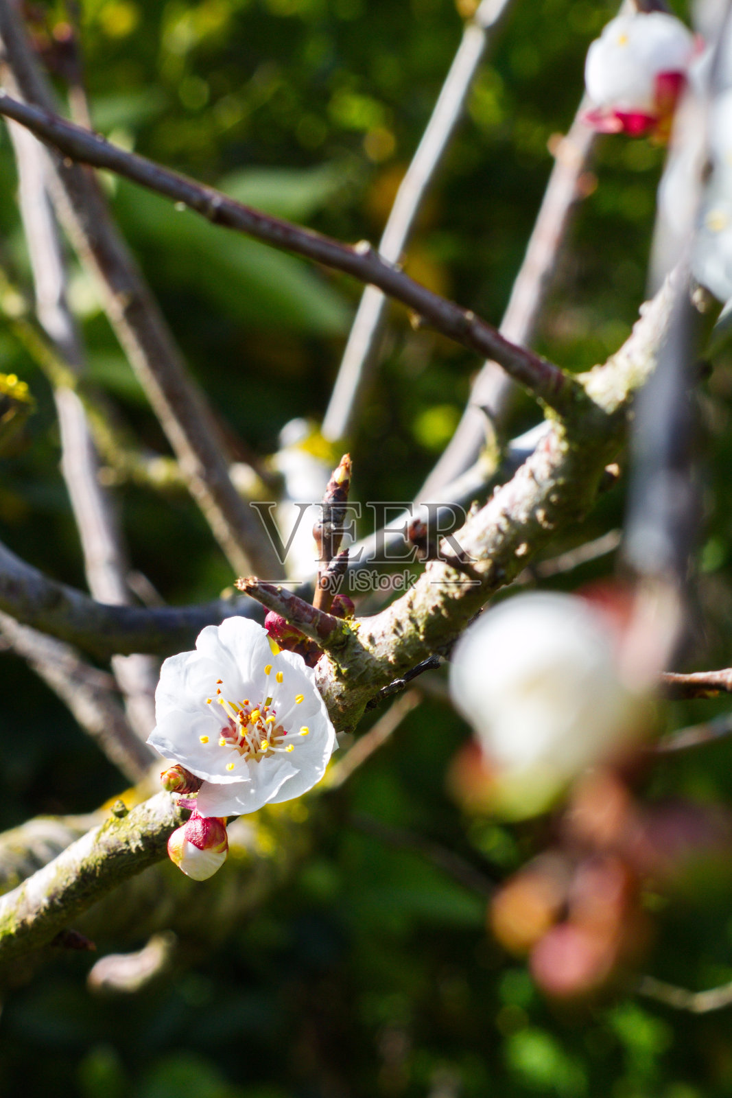 美丽多彩的杏花盛开照片摄影图片