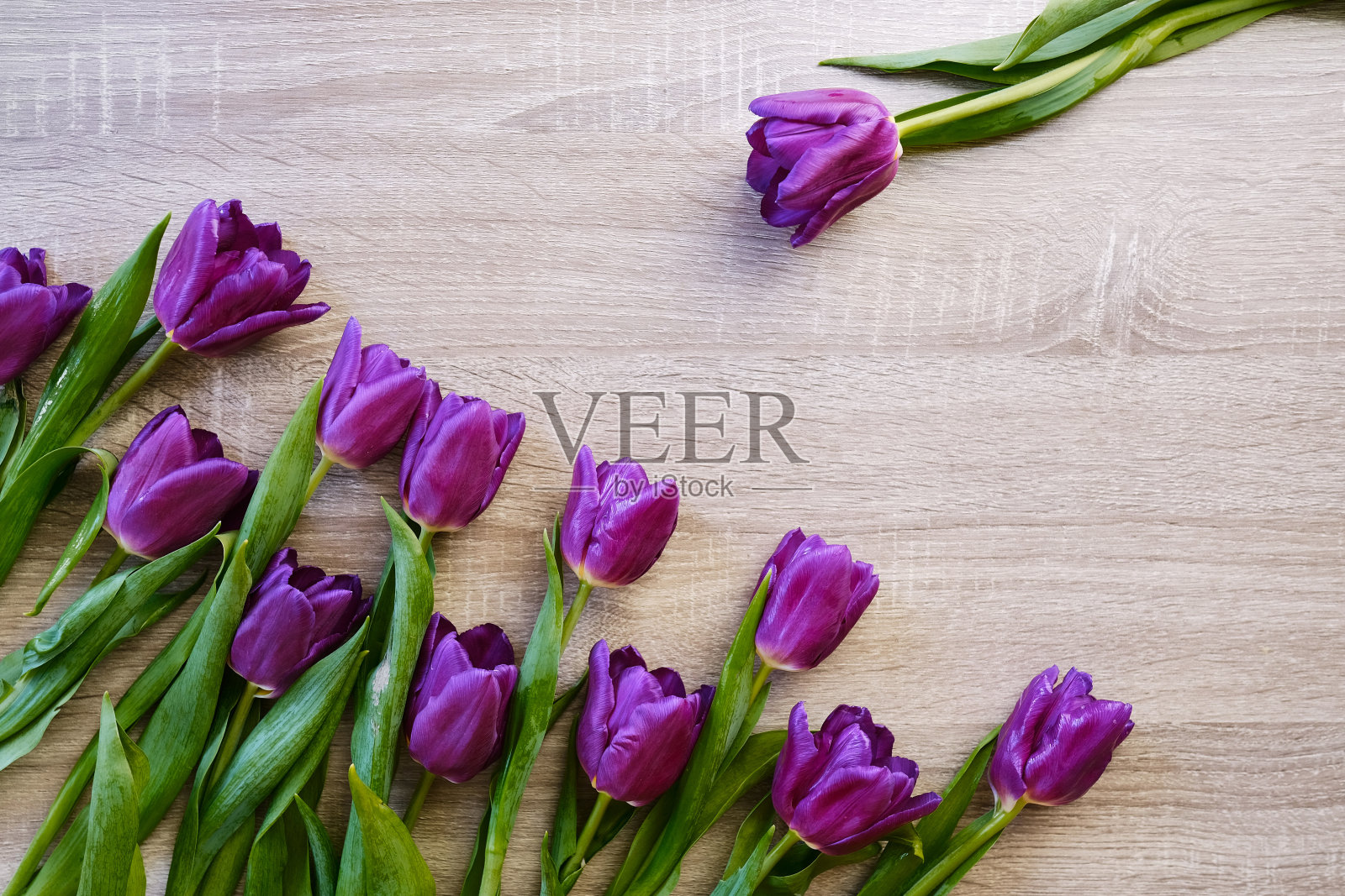 美丽的紫色郁金香在木制的背景。俯视图、复制空间和消息空间。母亲节的背景。春天的花卉和园艺概念照片摄影图片