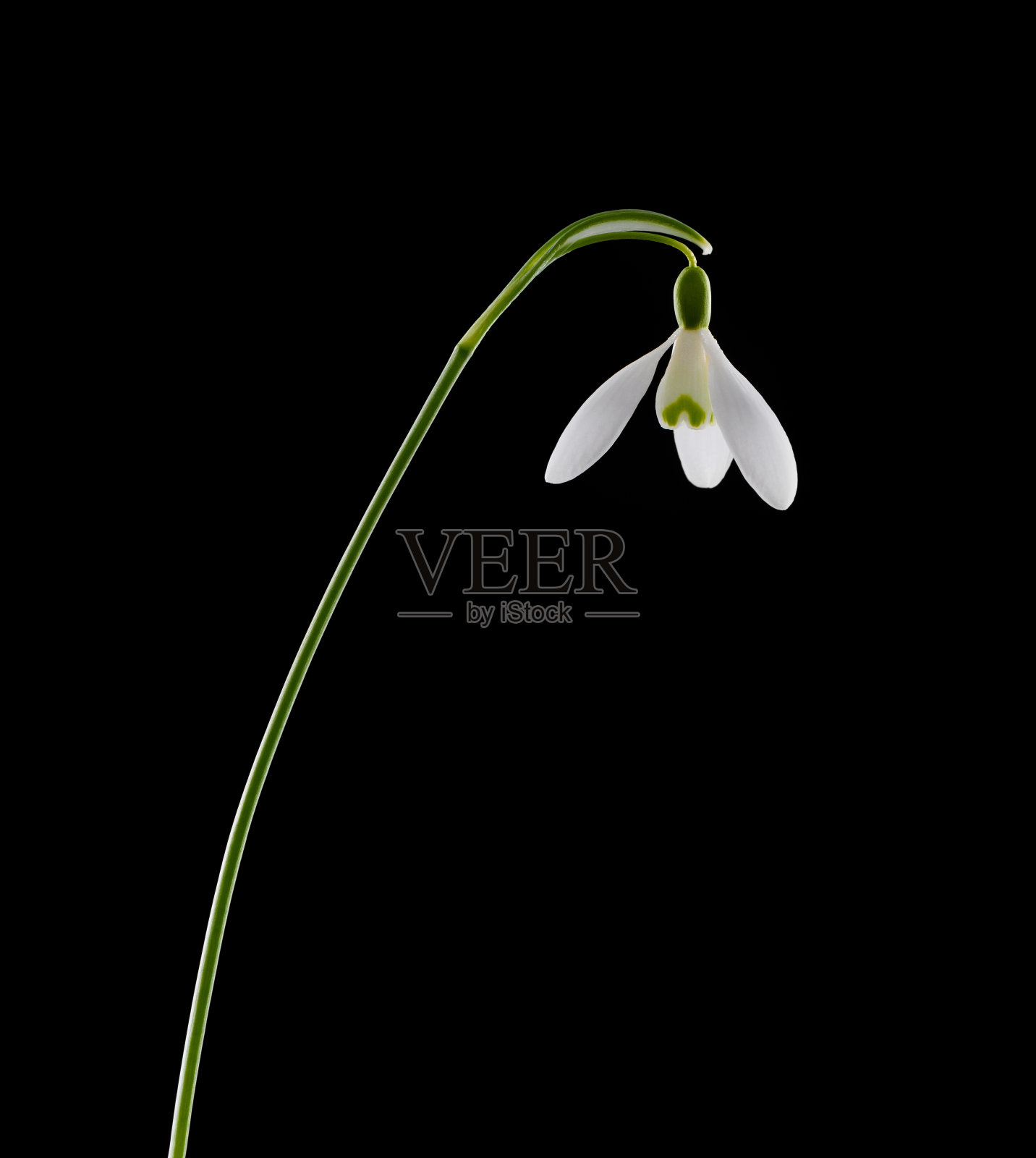 盛开的春天雪花花孤立在黑色上照片摄影图片