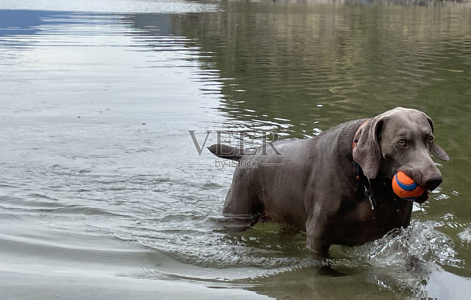 一只狗在一个美丽的湖里游泳。照片摄影图片