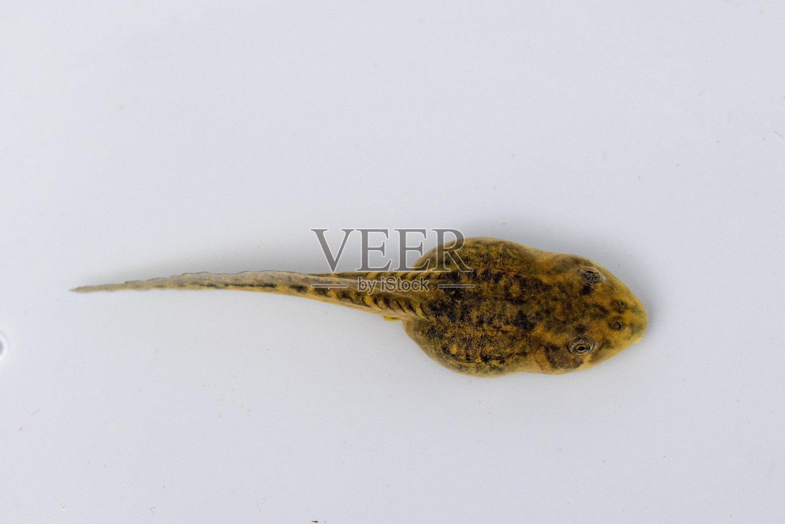 水拿着青蛙照片摄影图片