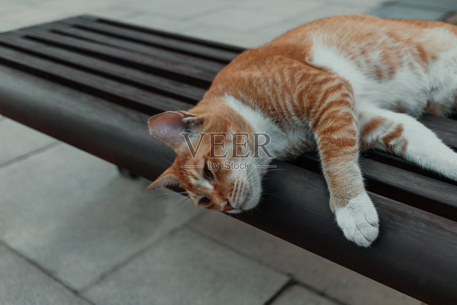 无家可归的流浪猫照片摄影图片