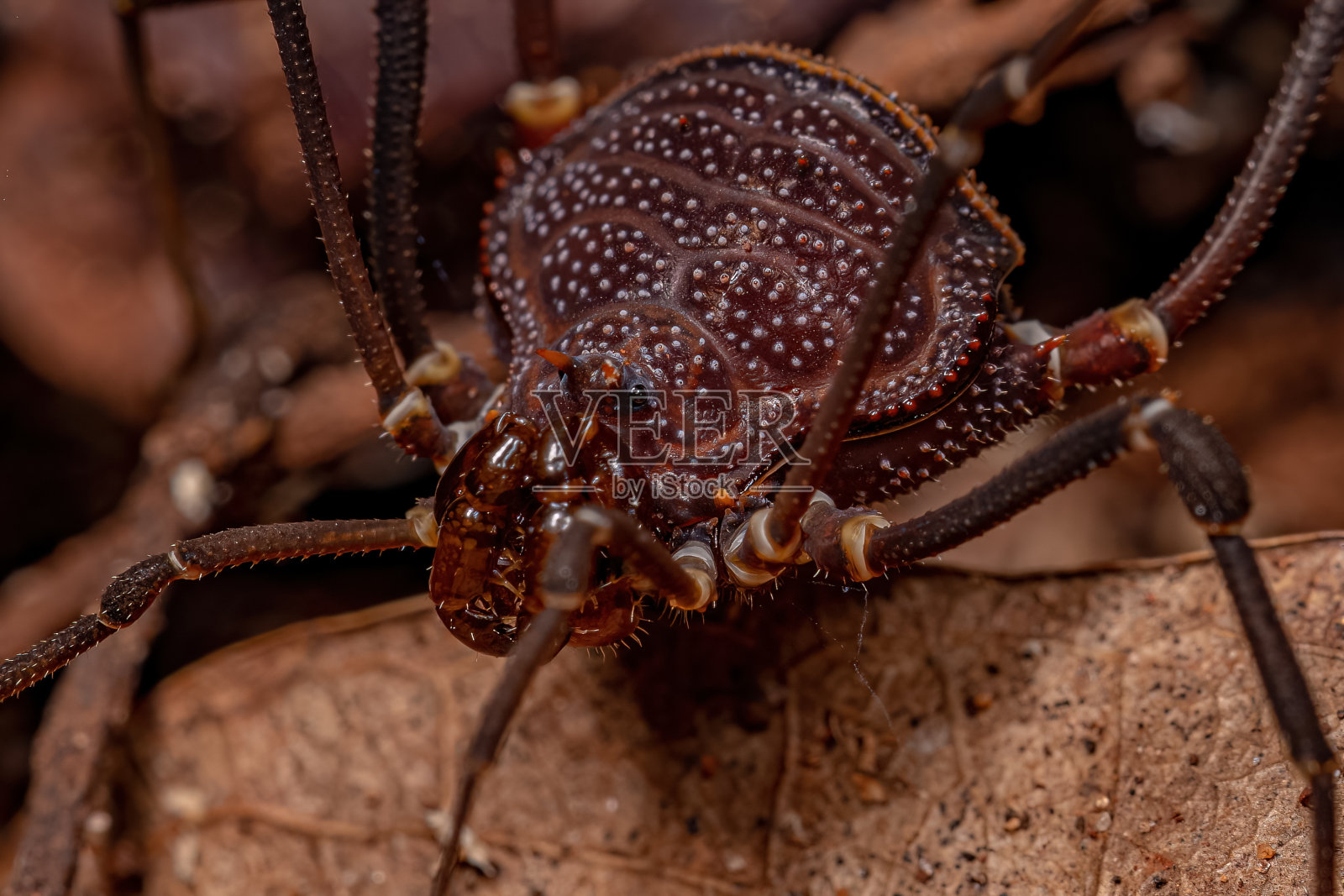 成人Gonyleptid Harvestmen照片摄影图片