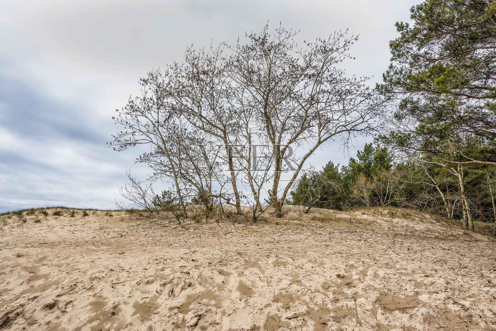 芬兰海湾沿岸的沙丘,位于列宁格勒地区,靠近索斯诺维博尔市。照片摄影图片