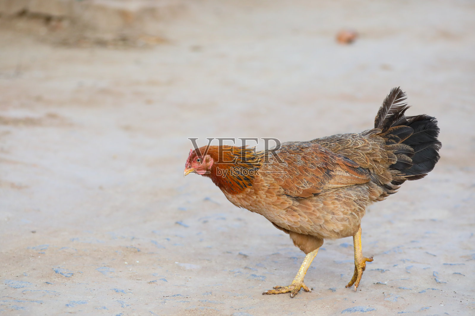 印度养鸡场的母鸡照片摄影图片