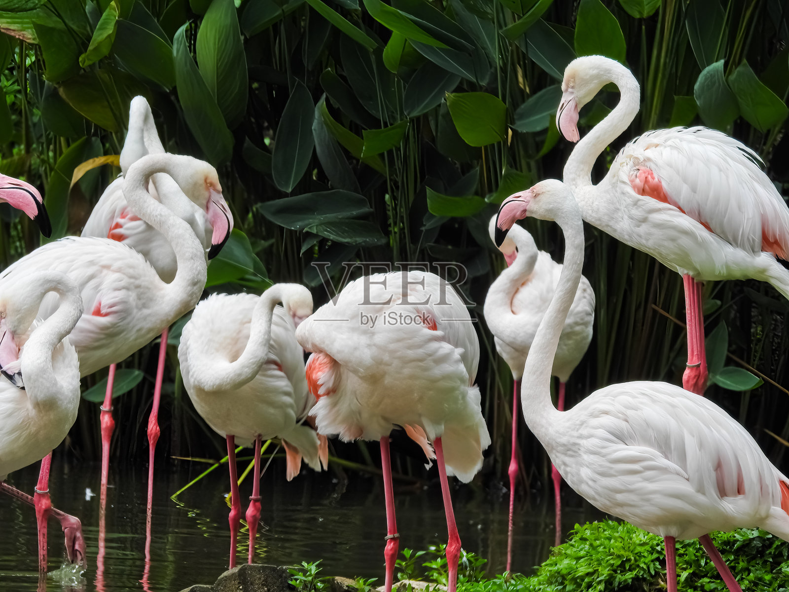 华丽的白色火烈鸟照片摄影图片