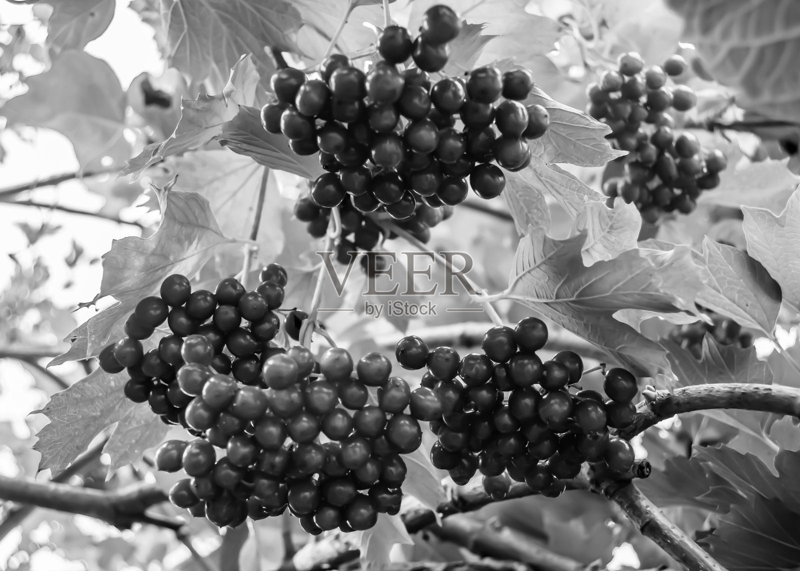 浆果照片摄影图片