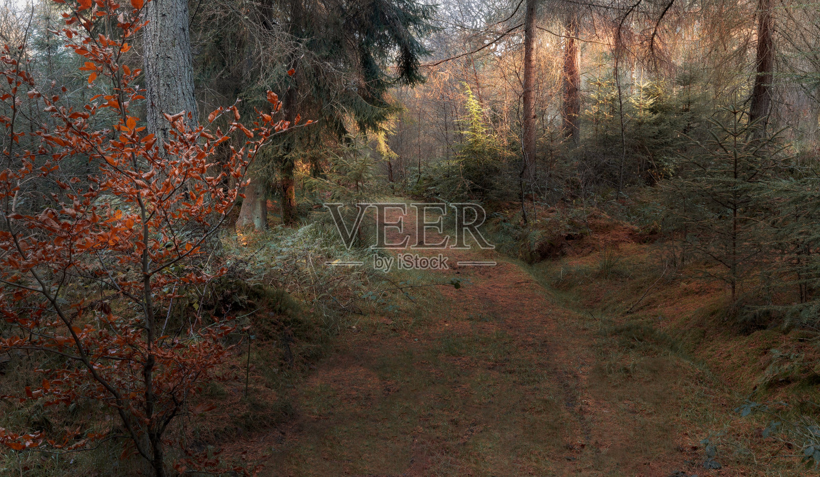 一位苏格兰林地照片摄影图片