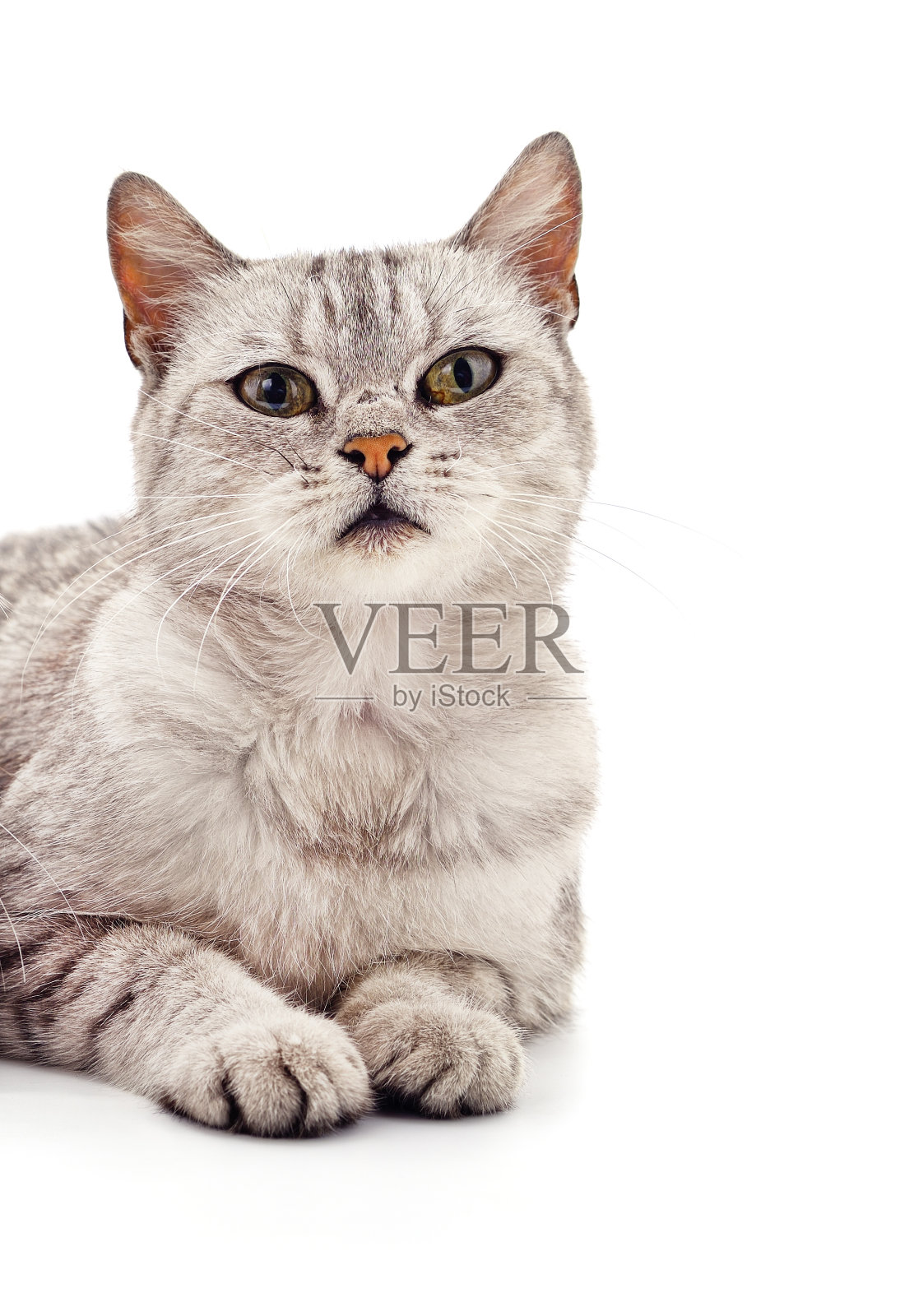 美丽可爱的猫。照片摄影图片