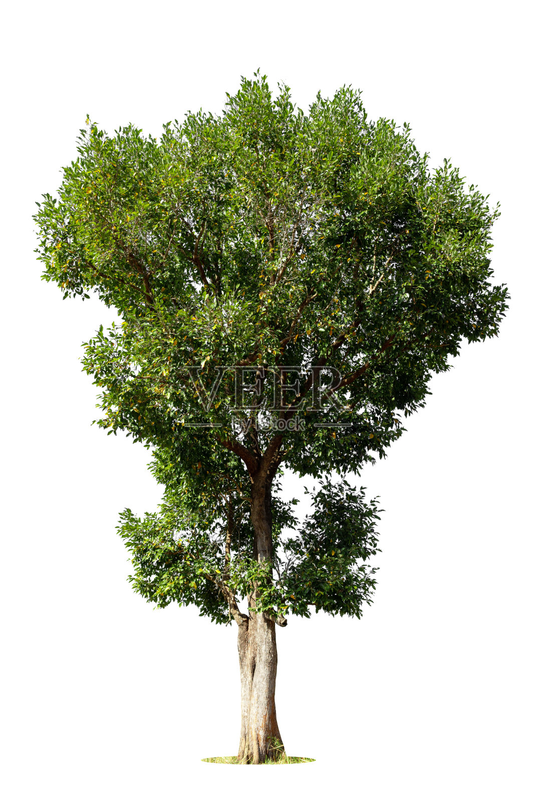 白色背景上的孤立绿树,白色背景上的孤立树木,用于设计、广告和建筑的孤立热带树木。照片摄影图片