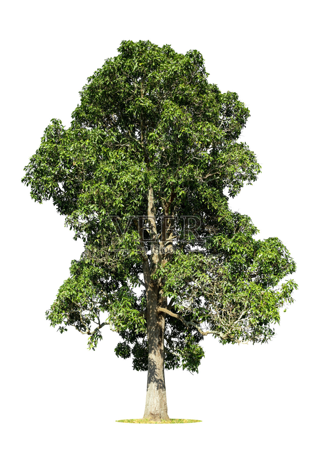 白色背景上的孤立绿树,白色背景上的孤立树木,用于设计、广告和建筑的孤立热带树木。照片摄影图片