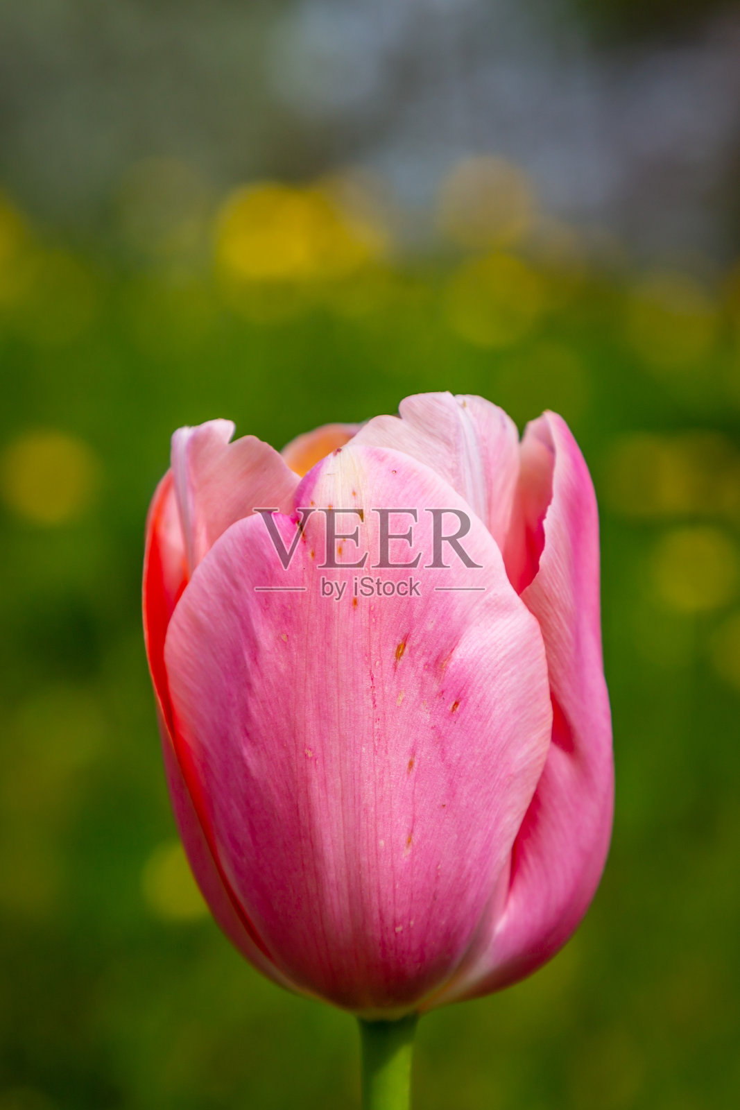 春天阳光下的粉红郁金香,浅深的视野照片摄影图片