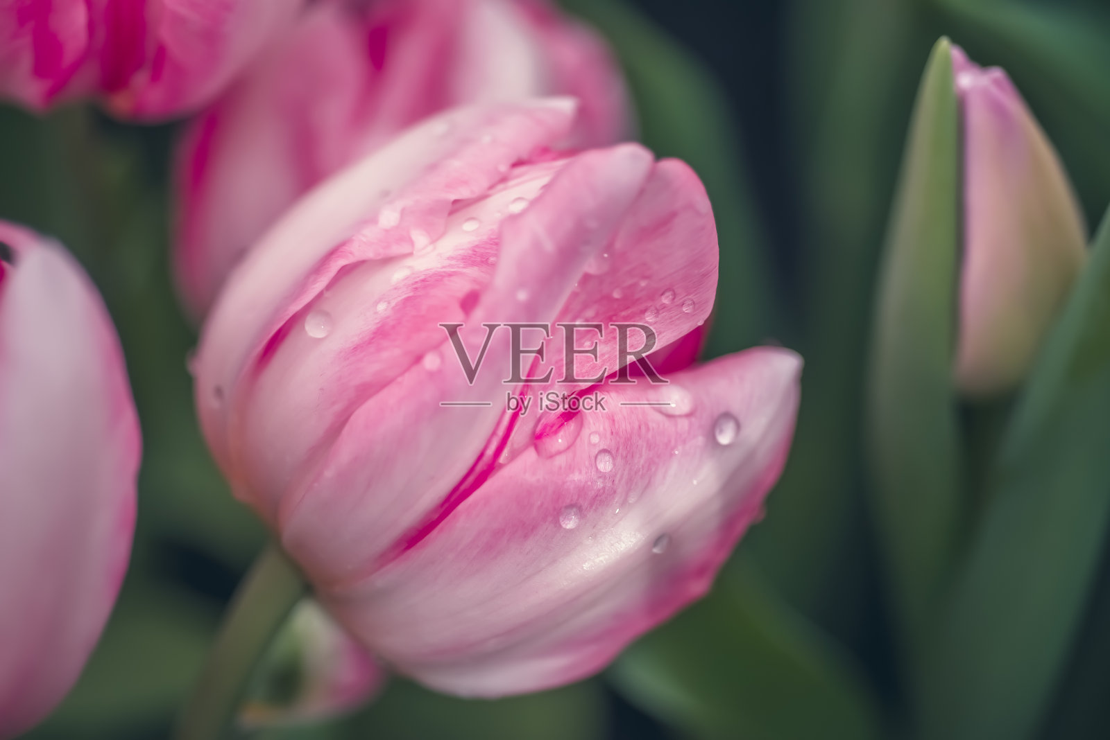 开了粉红色的郁金香与水滴。宏观的花。自然花背景照片摄影图片