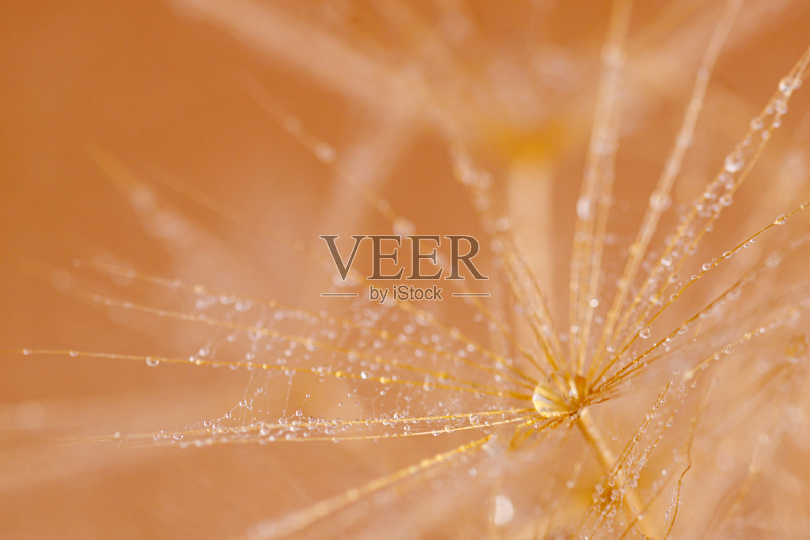 放大蒲公英的水滴照片摄影图片