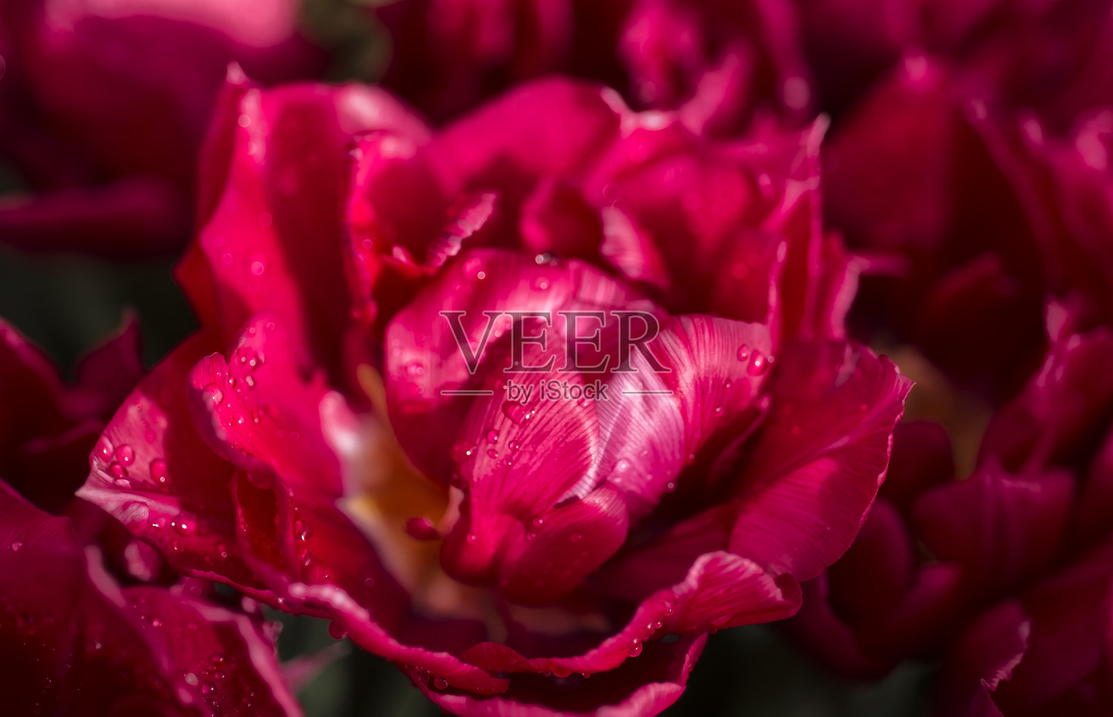 开了粉红色的郁金香与水滴。宏观的花。自然花背景照片摄影图片