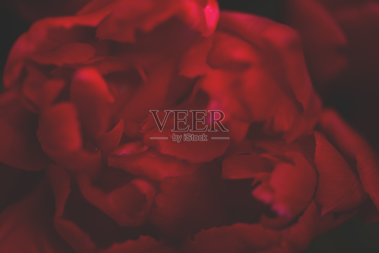 开了粉红色的郁金香与水滴。宏观的花。自然花背景照片摄影图片