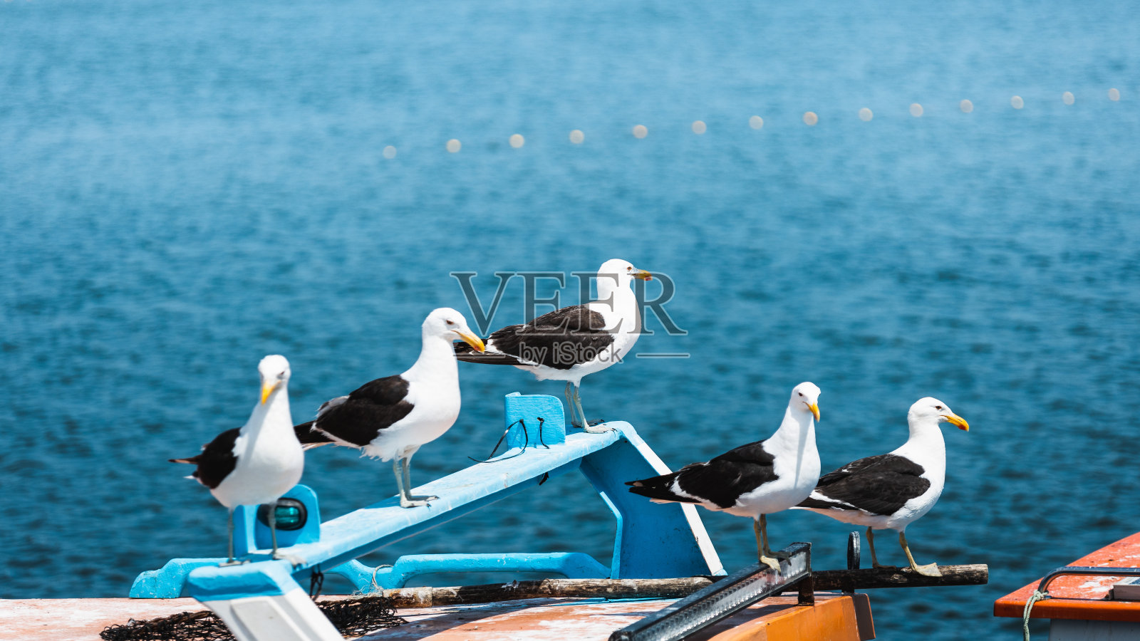 一群海鸥站在渔港一艘船的顶部。照片摄影图片
