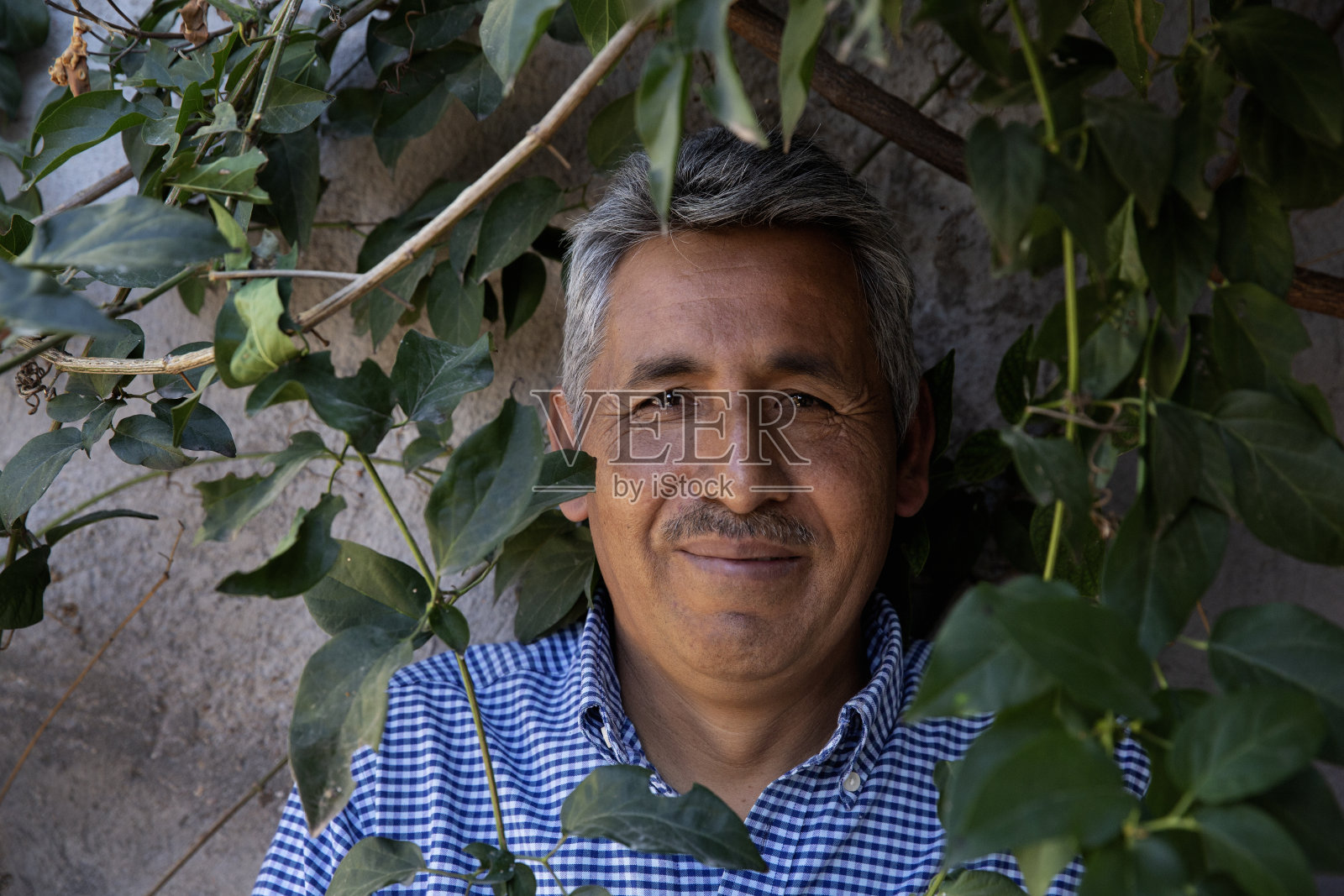 从树叶后面窥视照片摄影图片