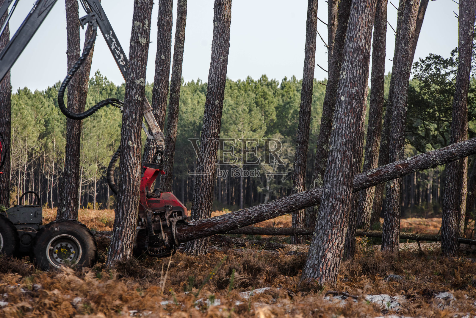 收割者砍倒一棵松树,使森林变薄照片摄影图片