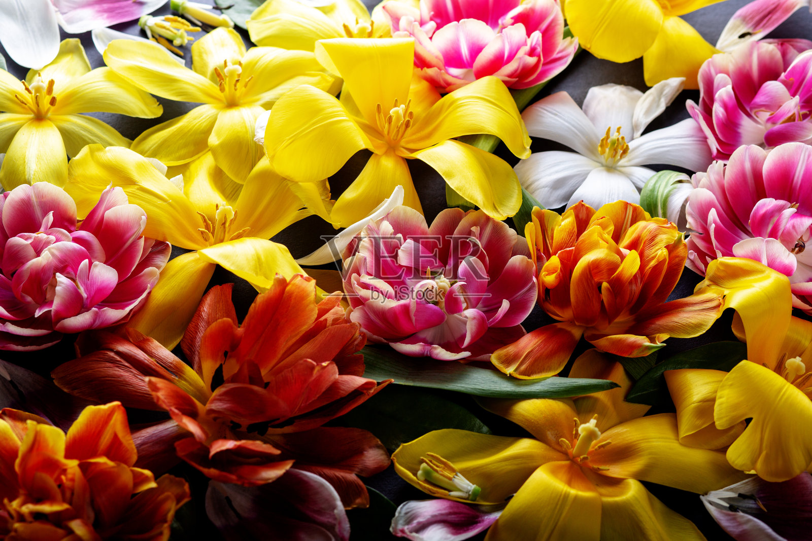 鲜花的背景照片摄影图片