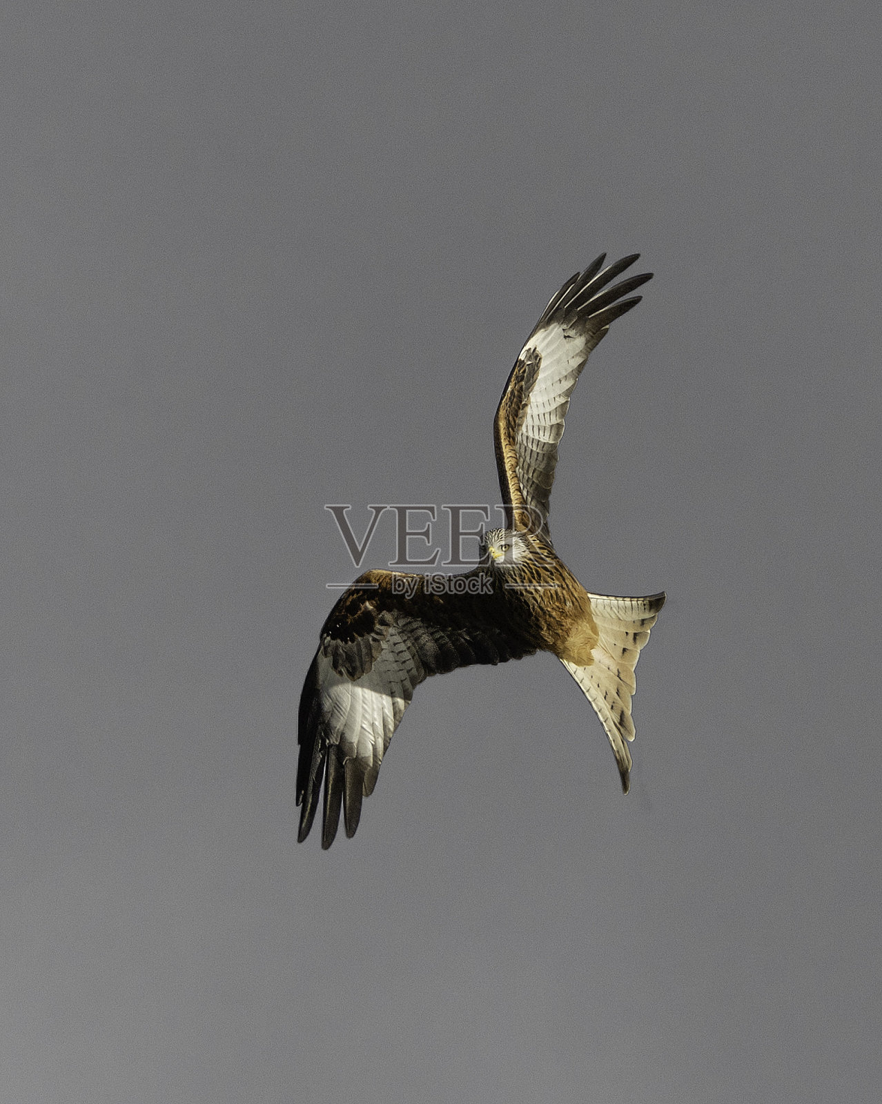 一只红色的风筝(Milvus Milvus)在飞翔。照片摄影图片