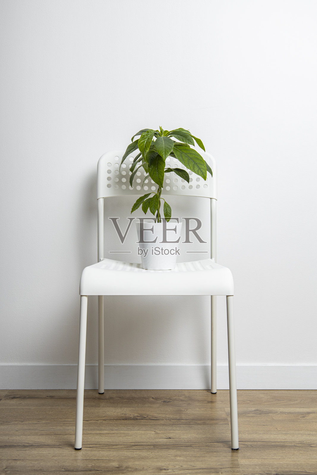 室内的花在一个鳄梨花盆里,白色的塑料椅子上,靠白色的墙。照片摄影图片