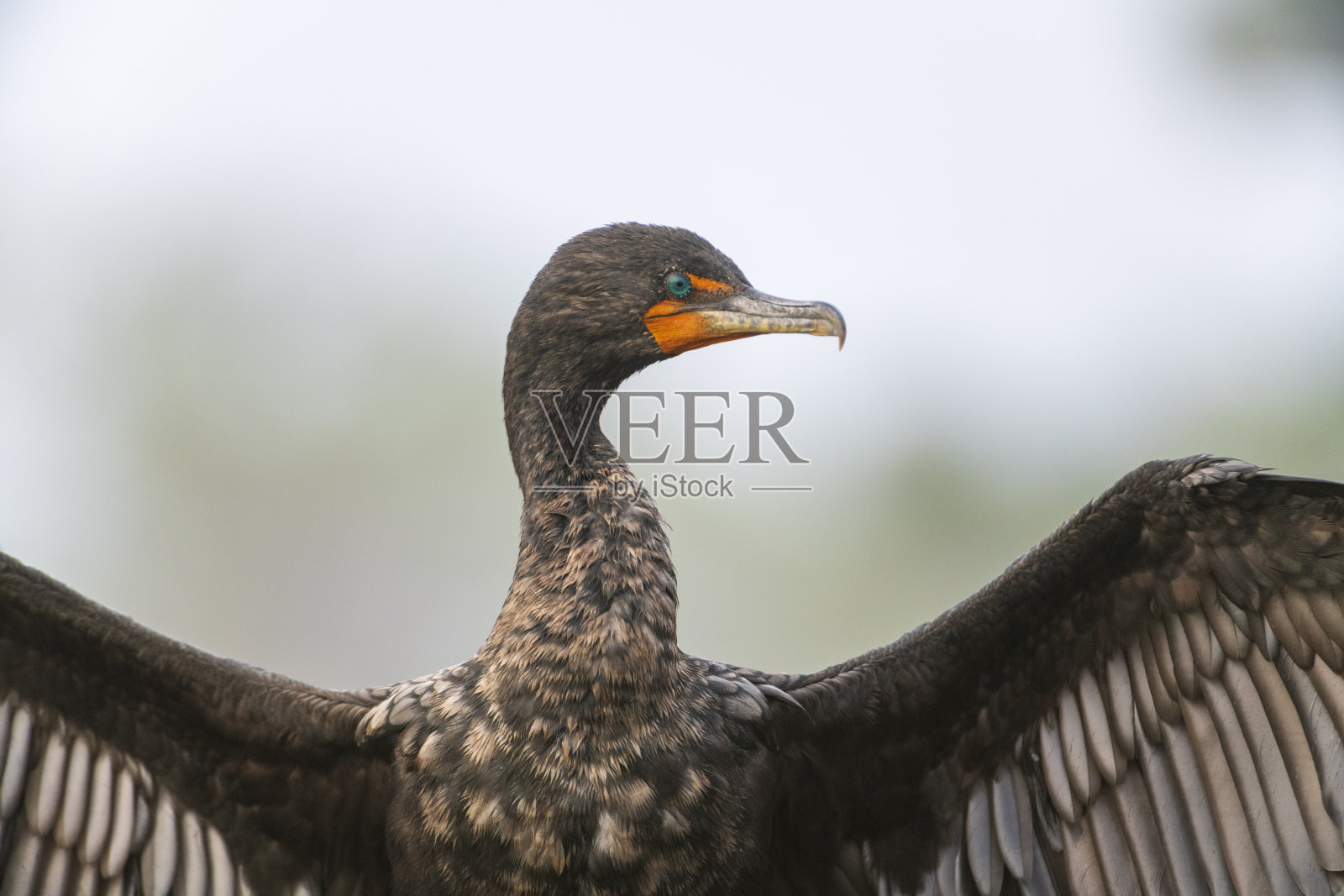 贪婪的人照片摄影图片