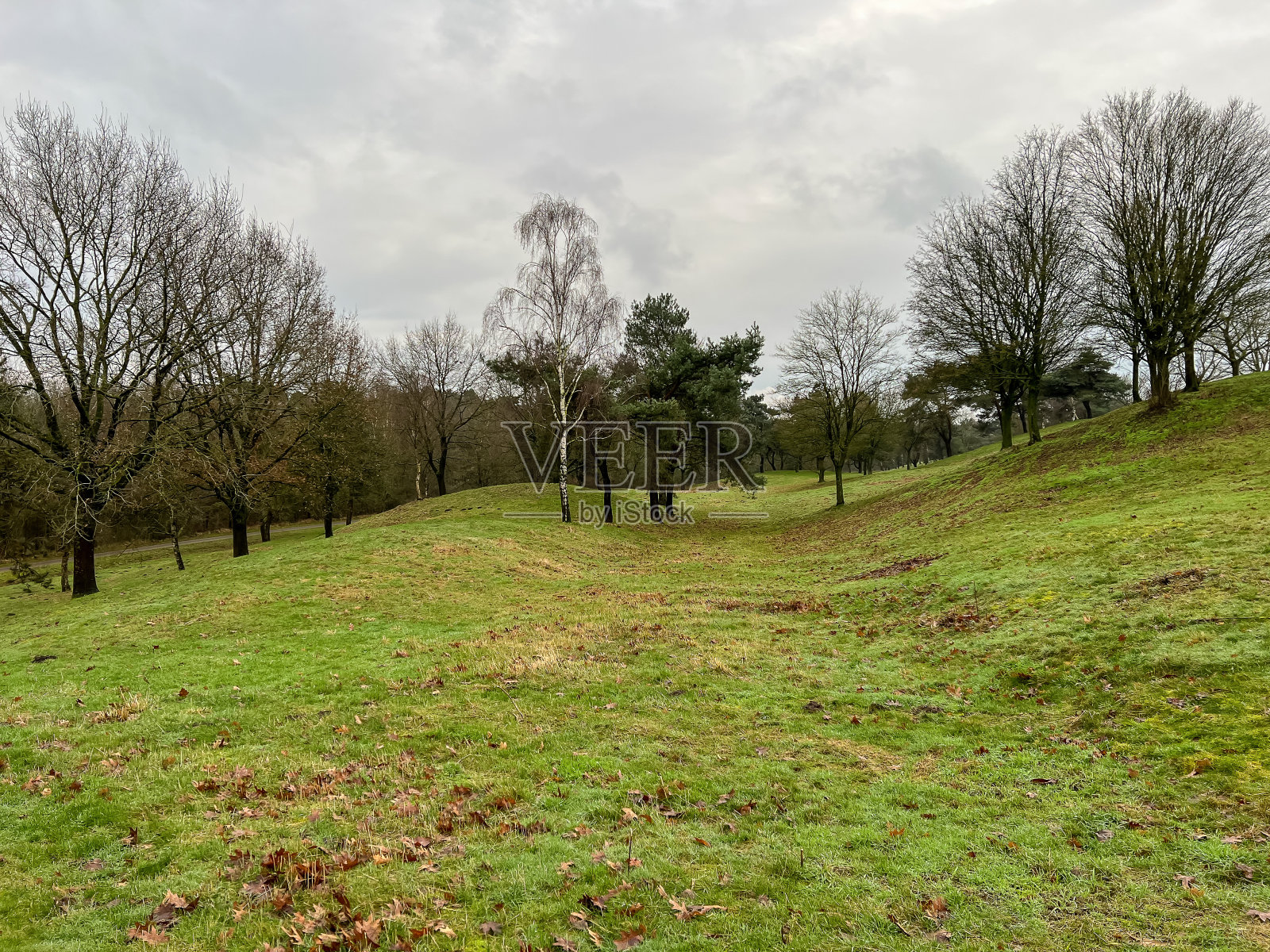 冬天,山上草地上的一些树木。照片摄影图片