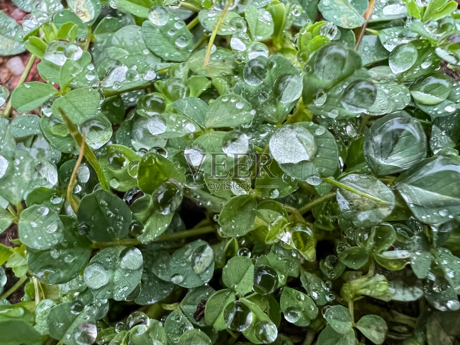 有雨滴的绿色植物。照片摄影图片