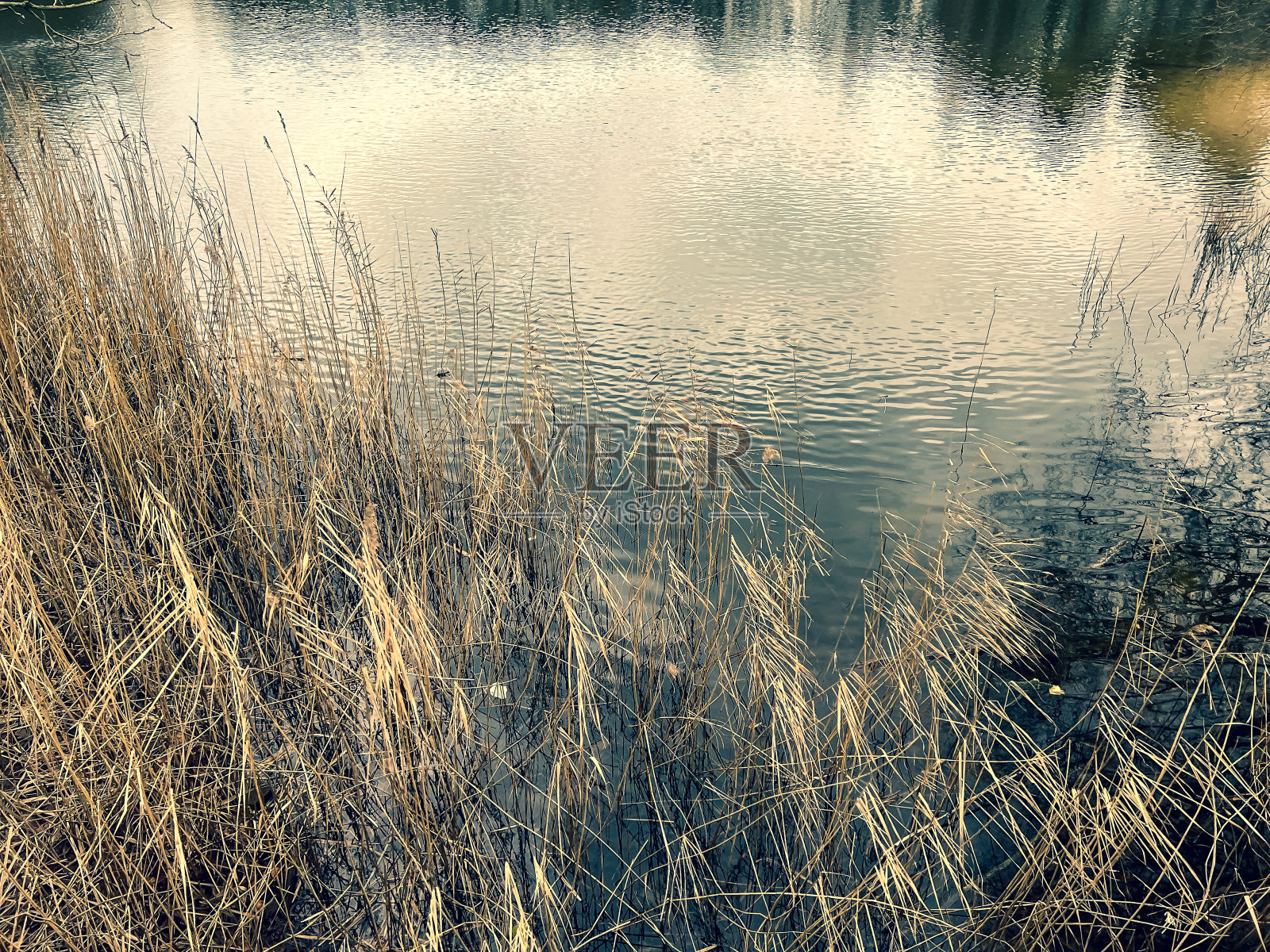 冬天,在林根镇(Lingen),你可以俯瞰被称为“特尔根坎普湖”(Telgenkampsee)的芦苇。照片摄影图片