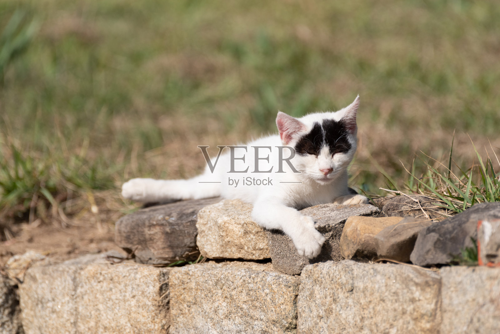 猫照片摄影图片