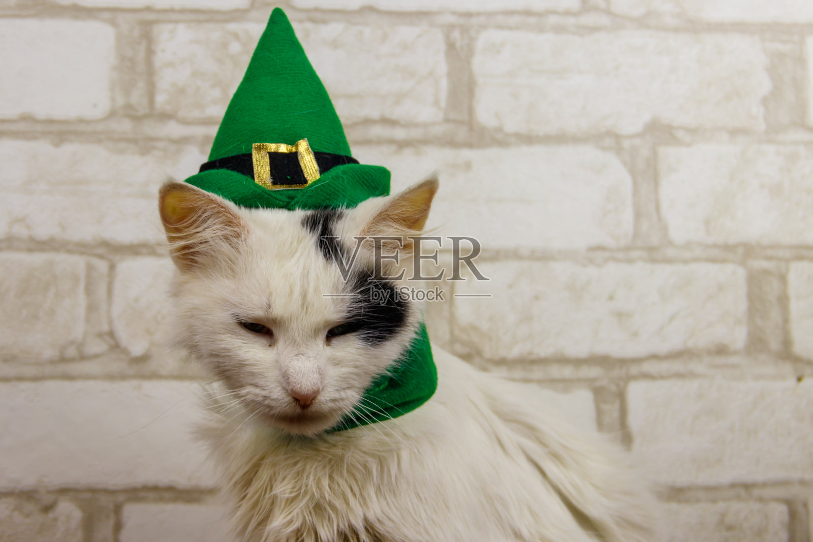 美丽的猫的肖像戴着绿色的妖精帽子。圣帕特里克节的概念照片摄影图片