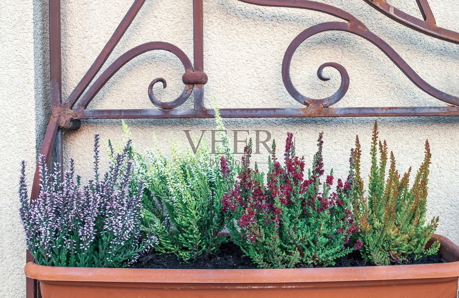 塑料花盆,有生长的石楠。五彩Calluna vulgaris花生长在花盆中照片摄影图片