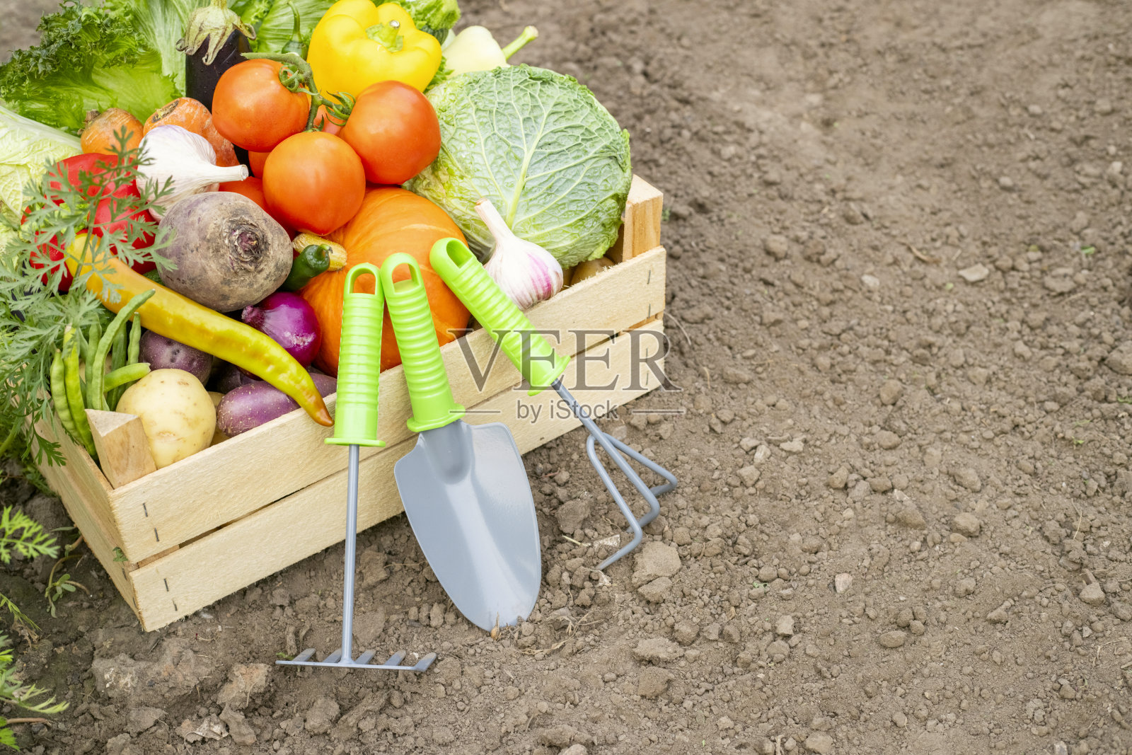 新鲜的有机蔬菜在一个木盒和花园工具的背景蔬菜花园。健康的食物照片摄影图片