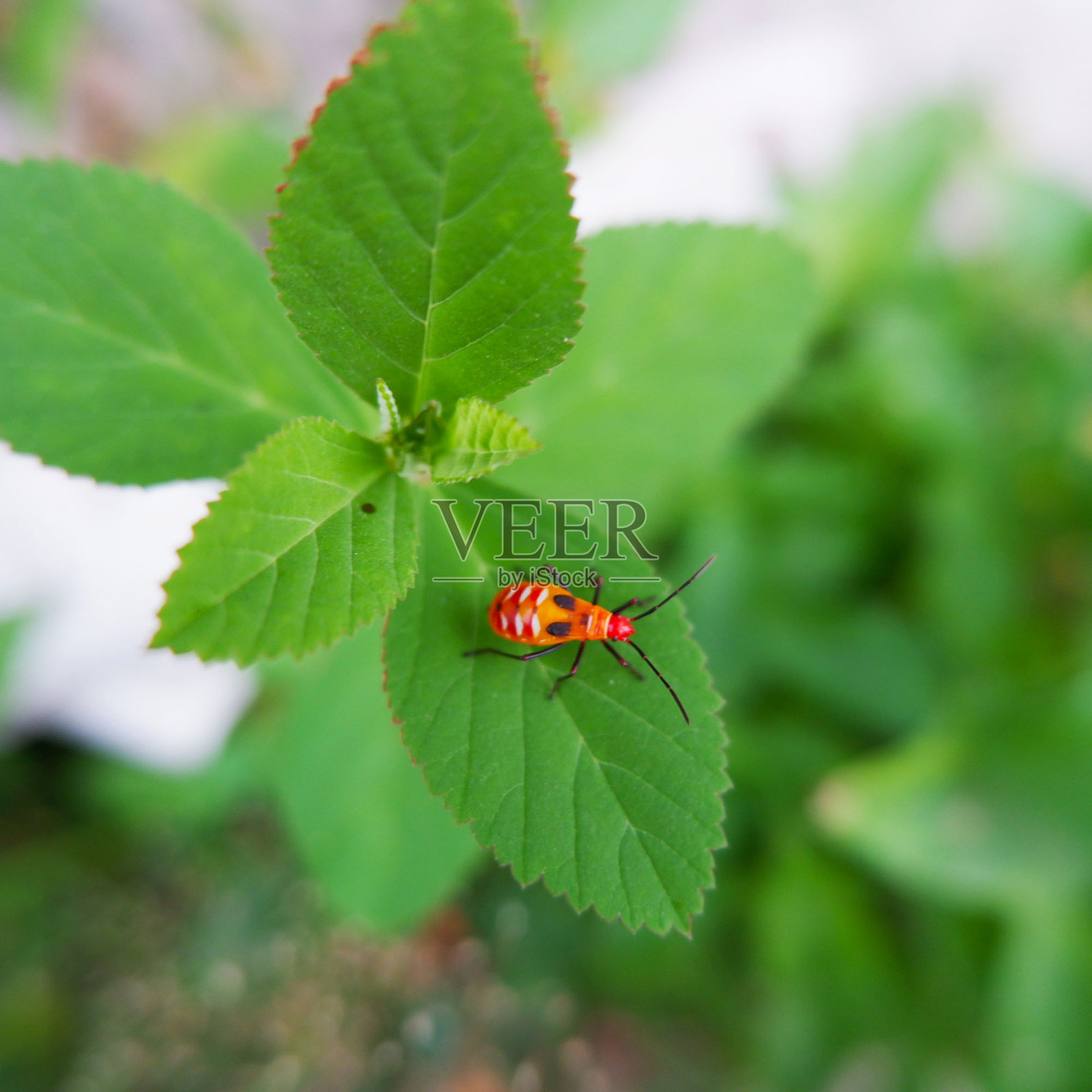 半翅目照片摄影图片