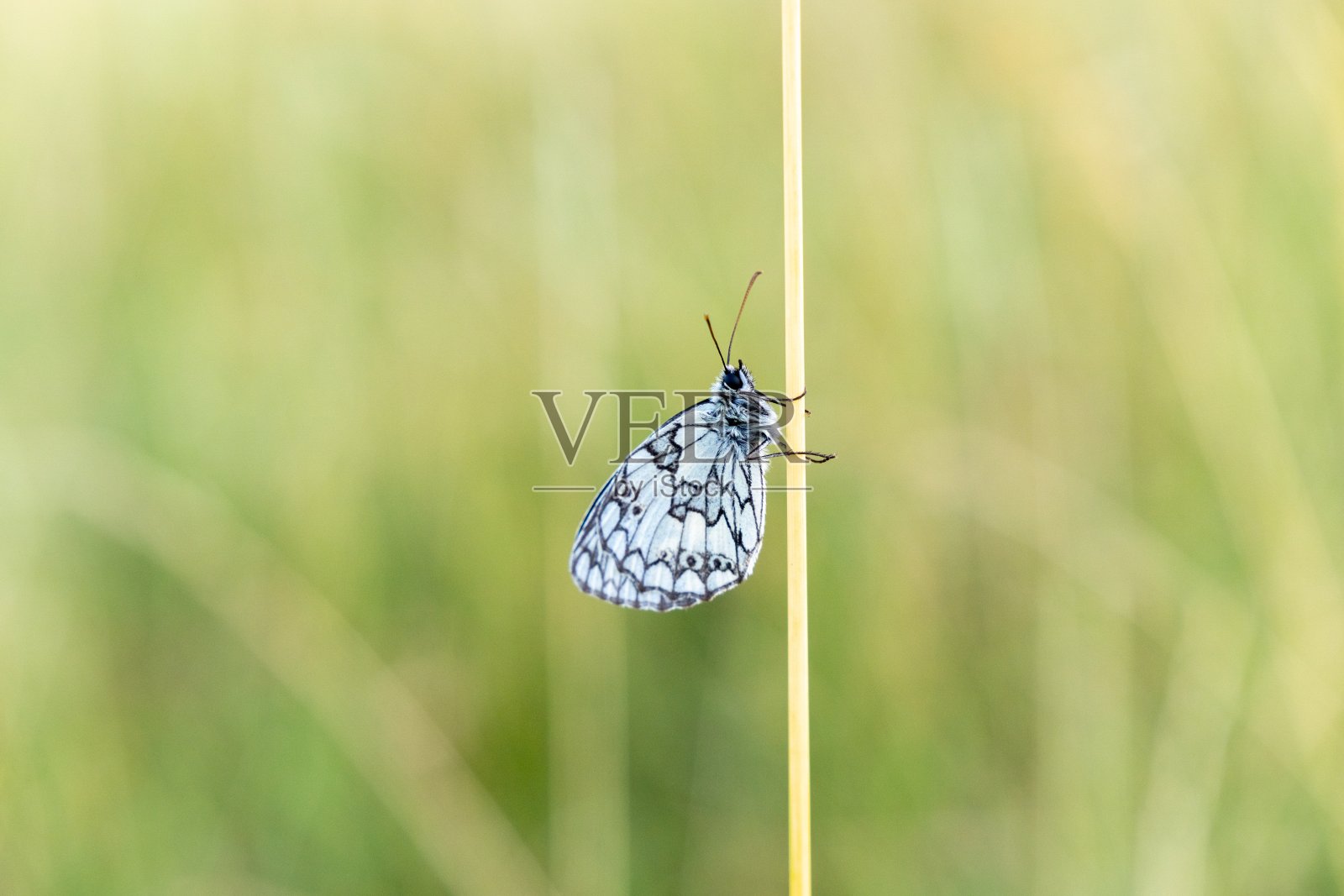 白蝴蝶在叶子上。照片摄影图片
