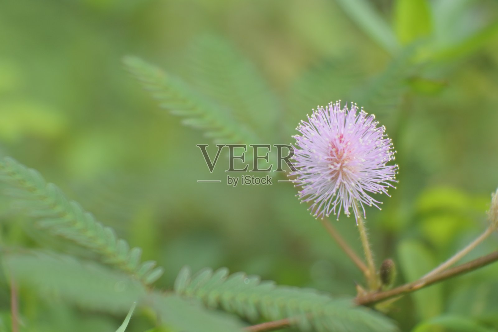 害羞的公主花照片摄影图片