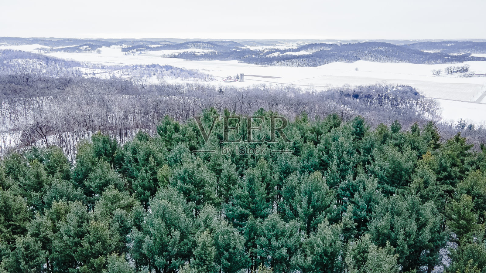 冰冻的松树与远山照片摄影图片