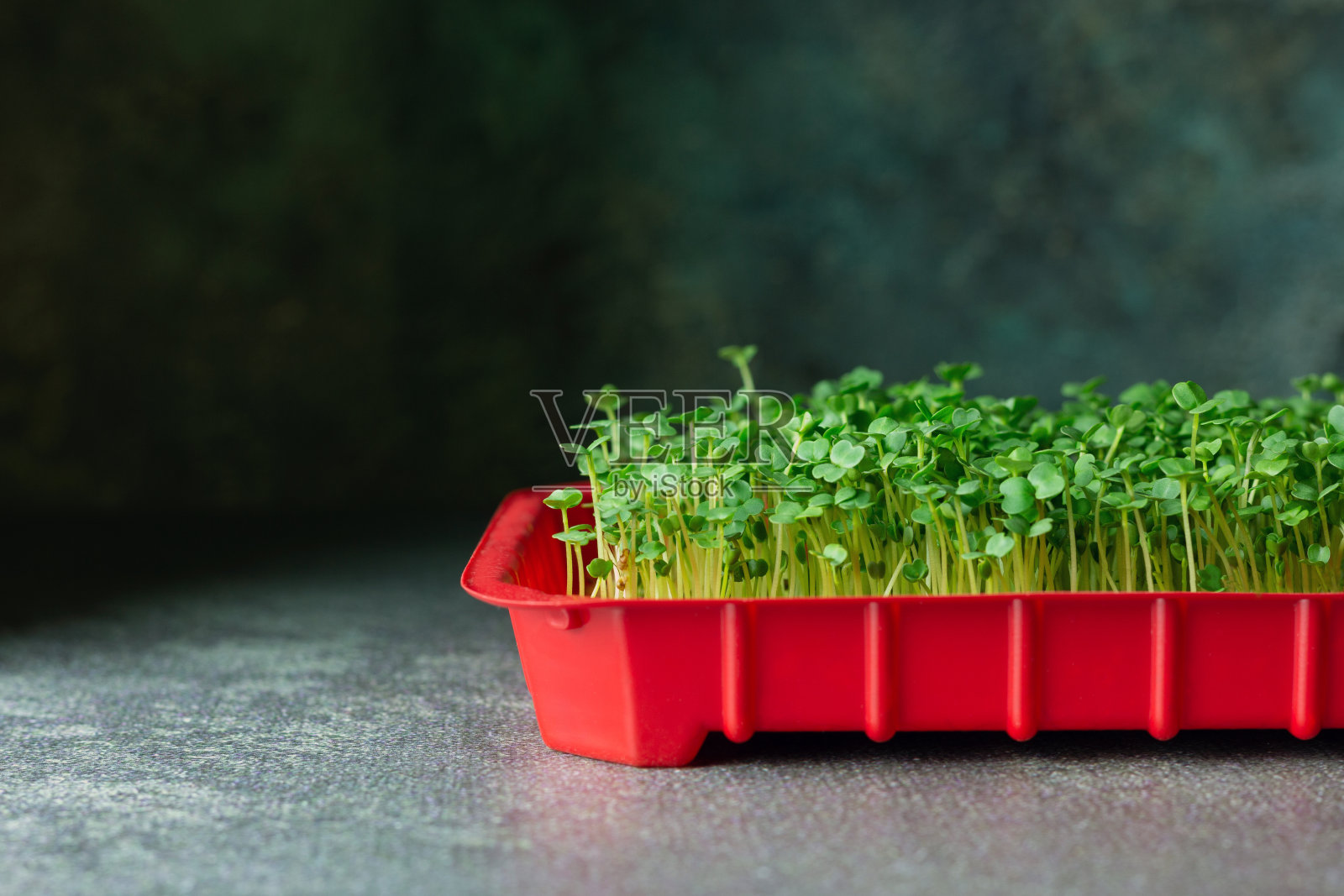 新鲜的微绿色蔬菜孤立在黑暗的背景上。照片摄影图片