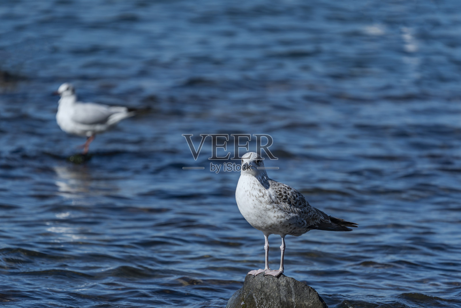 男性的黄腿海鸥照片摄影图片