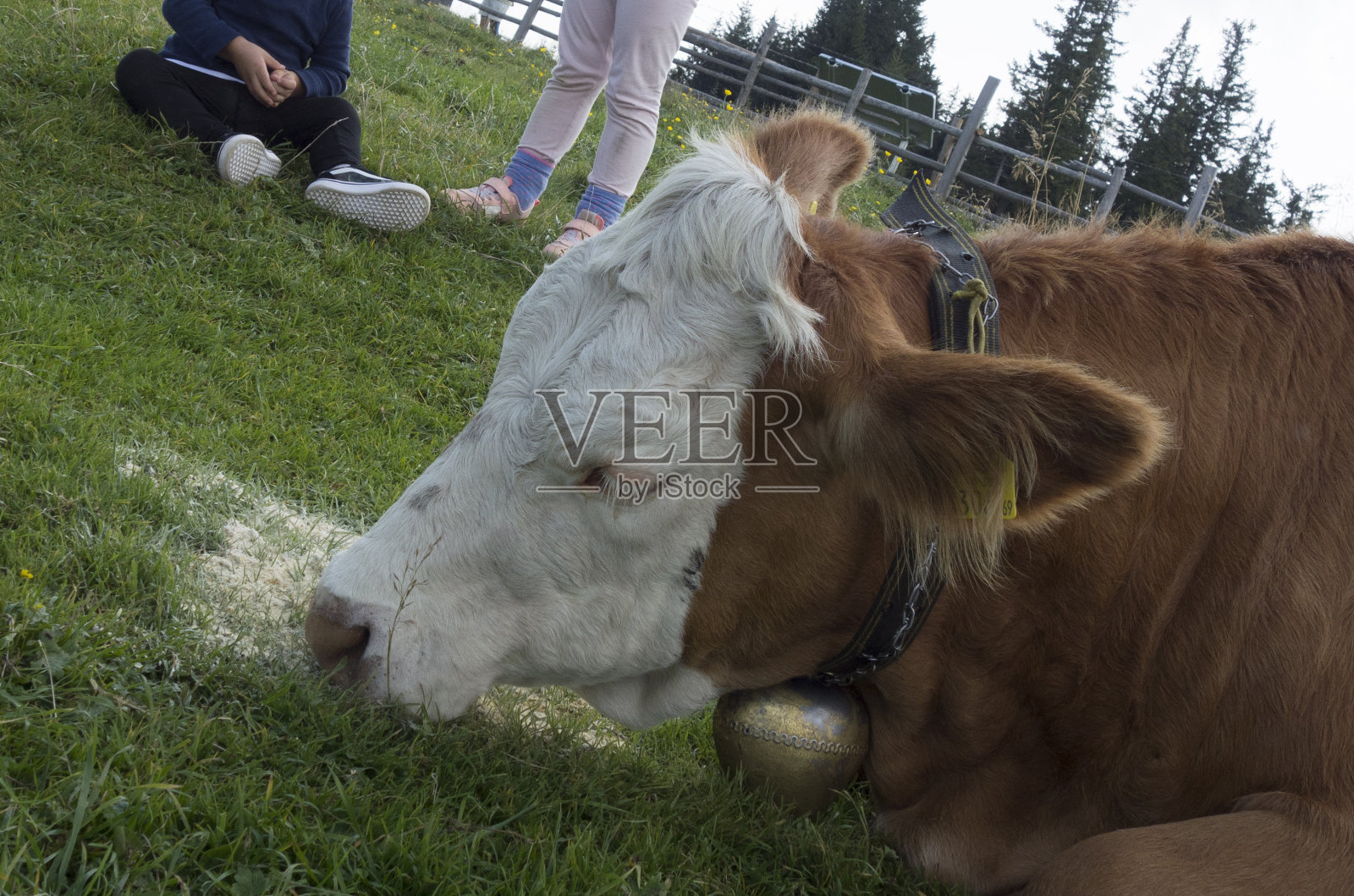 绿色牧场上的奶牛照片摄影图片