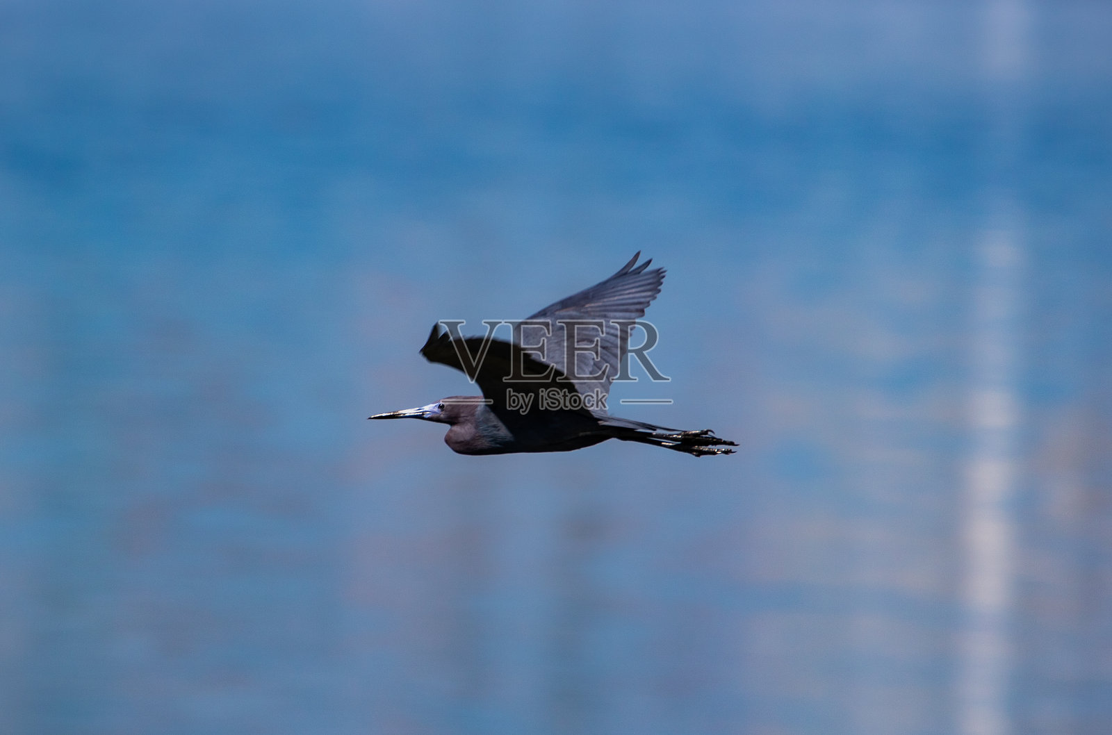 蓝色的苍鹭在蓝天中飞翔照片摄影图片
